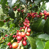 Red coffee cherries on a branch with green leaves