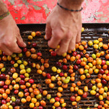 Colombia_Bean_Sorting