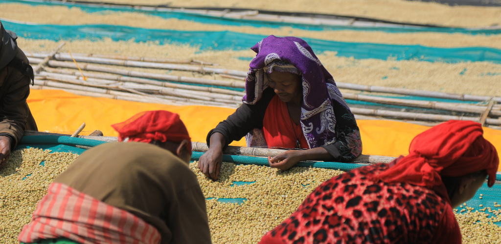 Ethiopia Coffee Farm