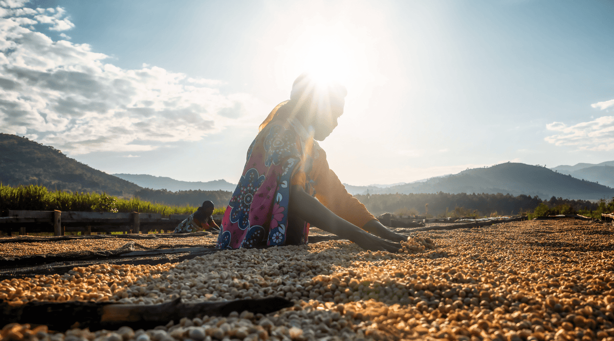 Coffee Farm with Scenic View