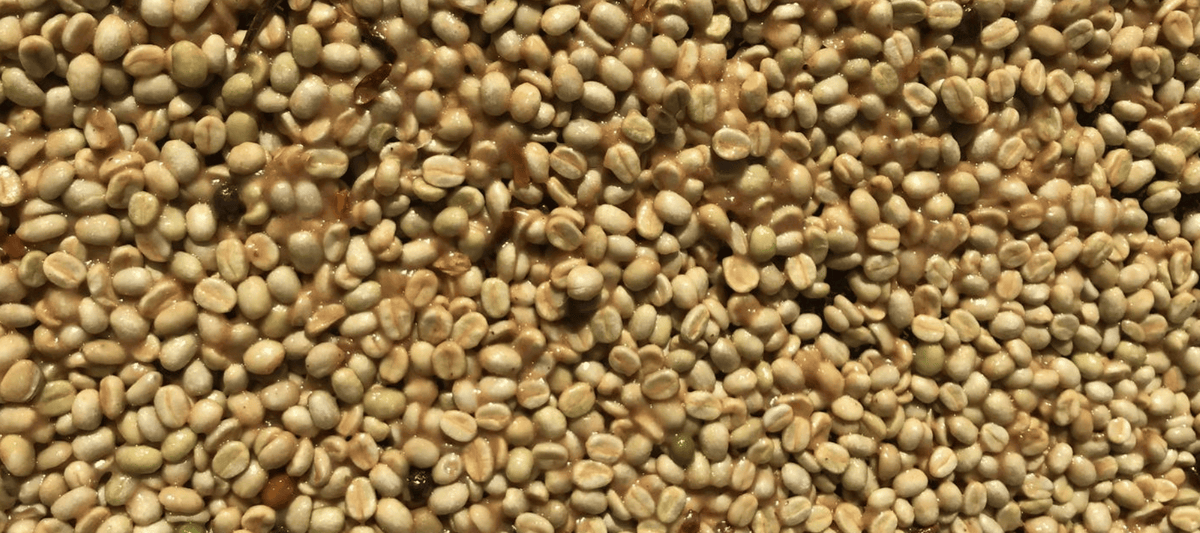 Coffee Beans Honey Process