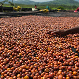 Hand sorting through drying coffee beans on a sunny day with mountains in the background