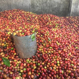 Coffee Cherries