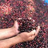 Hand holding a bunch of red coffee cherries with a large pile of coffee cherries in the background.
