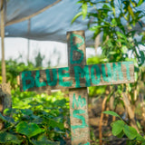 Wooden sign with 'Blue Mount' text in a garden setting