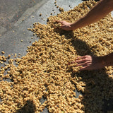 Person sorting through a large pile of coffee beans outdoors